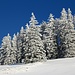 Der Waldrand – Ziel unserer Feierabend-Skitour