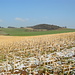 Maissstoppelfeld, leicht angeschneit, in der Februarsonne.