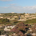 Unterwegs zwischen den Dingli-Cliffs und Buskett - Blick aus etwa südsüdwestlicher Richtung zum Verdala-Palast (Il-Palazz Verdala / Verdala Palace). Der umgebende "Wald" ("Buskett") wird in vielen Quellen als der größte von Malta bezeichnet - die Kiefernhaine am Marfa-Ridge sind u. E. aber zumindest eine "ernsthafte Konkurrenz" ...  Foto vom 08.02.2013.
