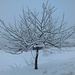 Kleiner schneebedeckter Baum