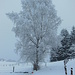 Großer schneebedeckter Baum