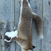 da hängt er, der arme Fuchs...steifgefroren; hoffentlich ergeht's den Tourengehern hier nicht genauso