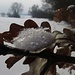 Pulverschneekristalle im Eichenblattschiffchen<br /><br />Cristalli di neve fresca in una barca di foglie di una quercia