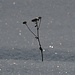 Verdorrte Gestalt im glitzernden Pulverschnee<br /><br />Figura disseccata nella neve fresca scintillante<br />