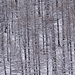 Foresta di larici in versione invernale