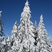 vom Frost geschmückter Weihnachtsbaum