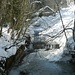 einer der Bäche, der den Chrümpelgrabe speist - bei der Waldhütte