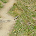 Marmotte lungo il sentiero