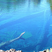 Laguna Arco Iris, unwirklich klares Wasser
