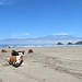 Auch Kühe brauchen mal Urlaub... 