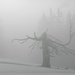 Geisterbaum im Nebel