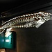 "fliegender Fisch" im Ausstellungsraum des Tropenhauses ...