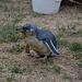 Kleiner Pinguin auf der Farm in Flea Bay. Wir durften bei der Fütterung zuschauen.