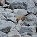 Einer der Seehunde in Sleepy Bay.