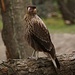 Chimangokarakar - Greifvogel- eine Falkenart