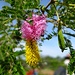 Klein und unscheinbar: Flora-Farben
