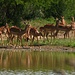 Zuerst grüßt eine Impala-Herde