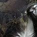 Vogelfeder mit Spinne. In einem kleinen Teich im Wildpark gesehen.<br /><br />Piuma con un ragno. Visto in un piccolo stagno nel parco nazionale.