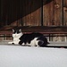 die Esterbergalm-Katze: die einen gehen auf SKT, die anderen sonnen sich, so soll's sein!