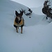 La bella Suni salendo al Grosshorn