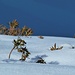 Rododendri nella neve