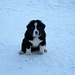 Start-Doggy bei Stettli 1800m - wäre nebst [u Schlumpf] auch ein lustiger Begleiter gewesen :-)