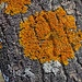 B unte Flechten anstelle von Frühlingsblumen