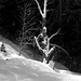 alter  Baum unterhalb  von Ara
