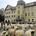 Schafe  vor  der  Sepp_Blatter_Schule