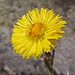 10.03.2013: an der Wiiigartneri blüht  der  Huflattich