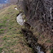 Wiigartneri-Suone