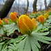 11.03.2013: Winterlinge 1