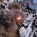 Überbleibsel vom Herbst