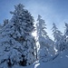 Weiter oben ist wieder richtiger Wald