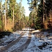 Breite Forstwege führen durch den Reichswald