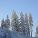 Wintermärchen Wald 
