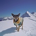 La più forte di tutti! Magnifica Suni unica cagnolina oggi in vetta al Pizzo Torrenzuolo!