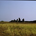 Menhirs du Vieux Moulin o di Ste Barbe a Plouharnel.