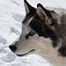 Un esemplare di lupo delle orobie erroneamente chiamato Husky