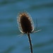 Stillleben einer wilden Karde (Dipsacus fullonum) vor dem See.

Natura morta: un Dipsacus fullonum davanti al lago.