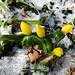 Frühlingsboten "kämpfen" sich durch den Winter
