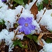 Pervinca