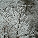 Neve sull'intrigo di rami
