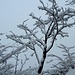 Nevica