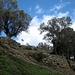 Ancient Olive groves