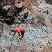 kurze Steilstufe im Barranco, bei Trockenheit kein Problem