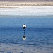Bemüht um Symmetie: einbeiniger Flamingo in der Laguna Chaxa