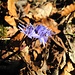 Leberblümchen? - Zweiblättriger Blaustern (Scilla bifolia)

besten Dank.