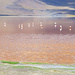 Flamingos in der Laguna Colorada - mir waren das rosa Gefieder nicht als Hochgebirgsvögel bekannt - auf 4300 Meter