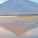 Flamingosymmetrie an der Laguna Colorada